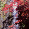 紅葉の箕面滝