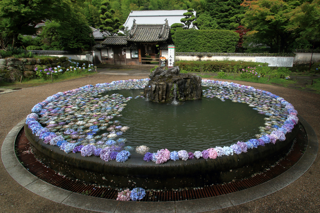 久安寺具足池紫陽花浮かべ