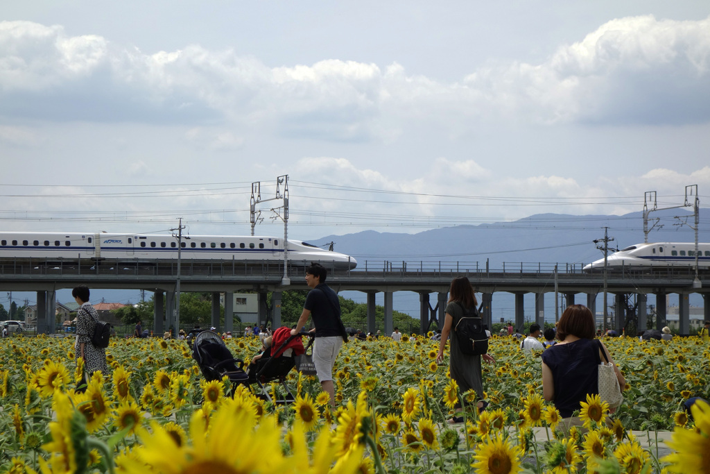 大垣ひまわり畑で新幹線離合