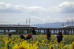 大垣ひまわり畑で新幹線離合