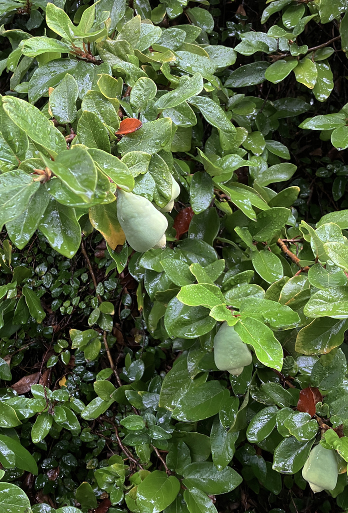 オオイタビ（大崖石榴）