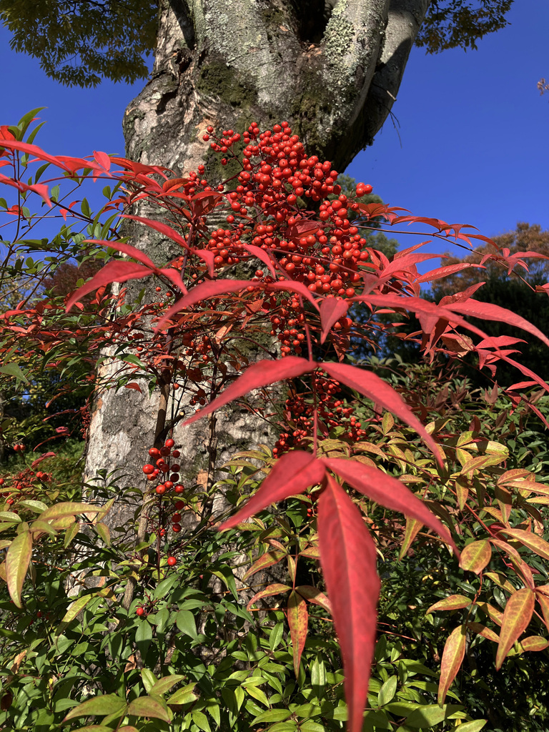 This Season.今の季節に