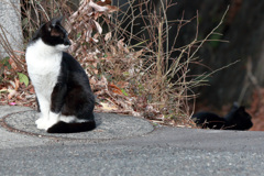 見え隠れする黒い影
