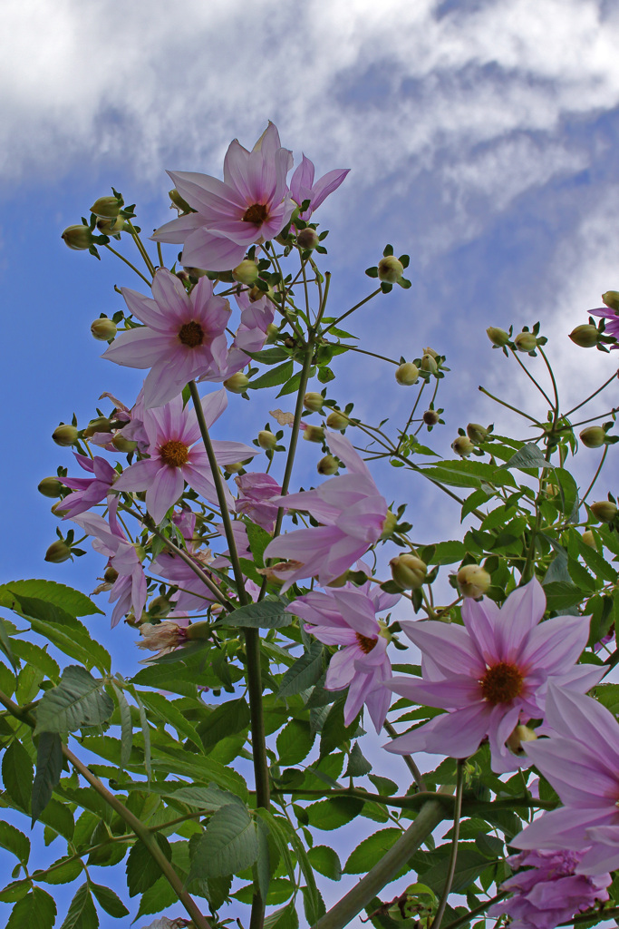 とっくにピークを去った皇帝ダリア