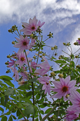 とっくにピークを去った皇帝ダリア