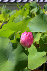 暑っつう！