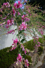 季節の花（秋）