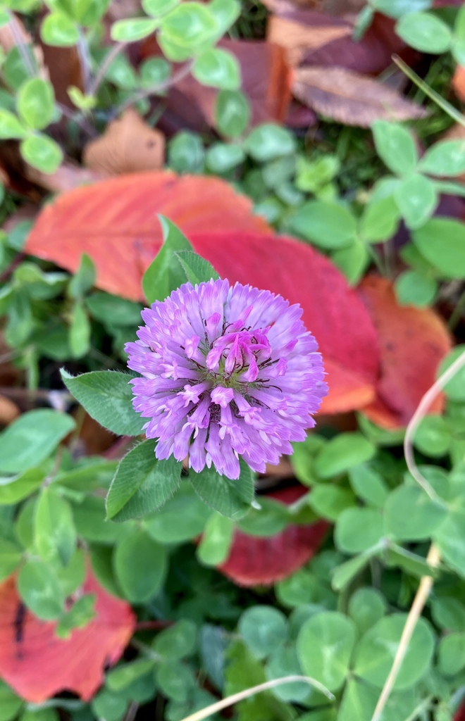 アカツメクサと紅葉