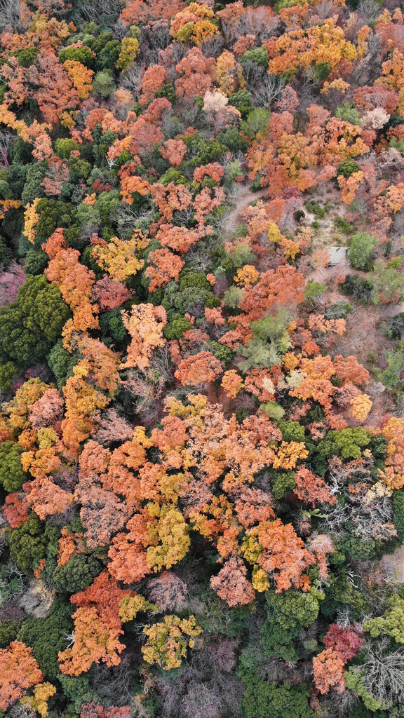 紅葉先取りⅣ