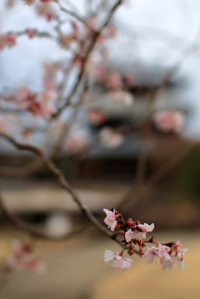 池田城址公園の十月桜