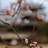 池田城址公園の十月桜