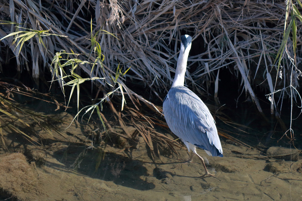 千里川のアオサギ