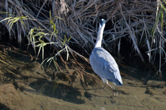 千里川のアオサギ