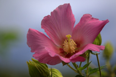 芙蓉の花