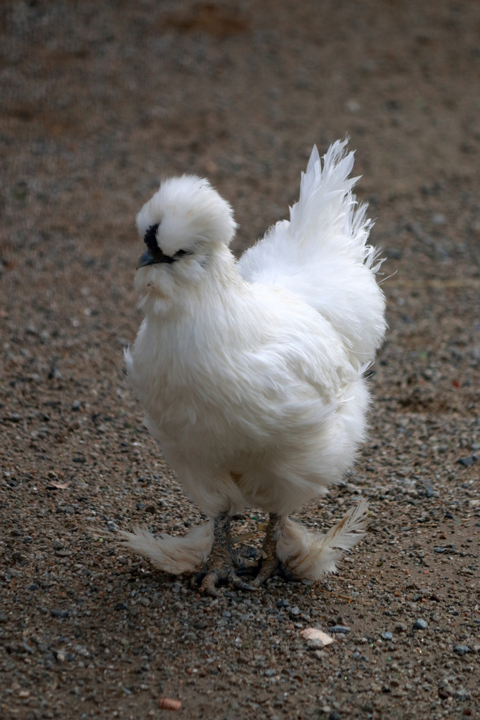 オサレな鶏さん
