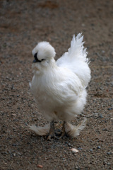 オサレな鶏さん