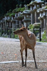春日大社神の使い