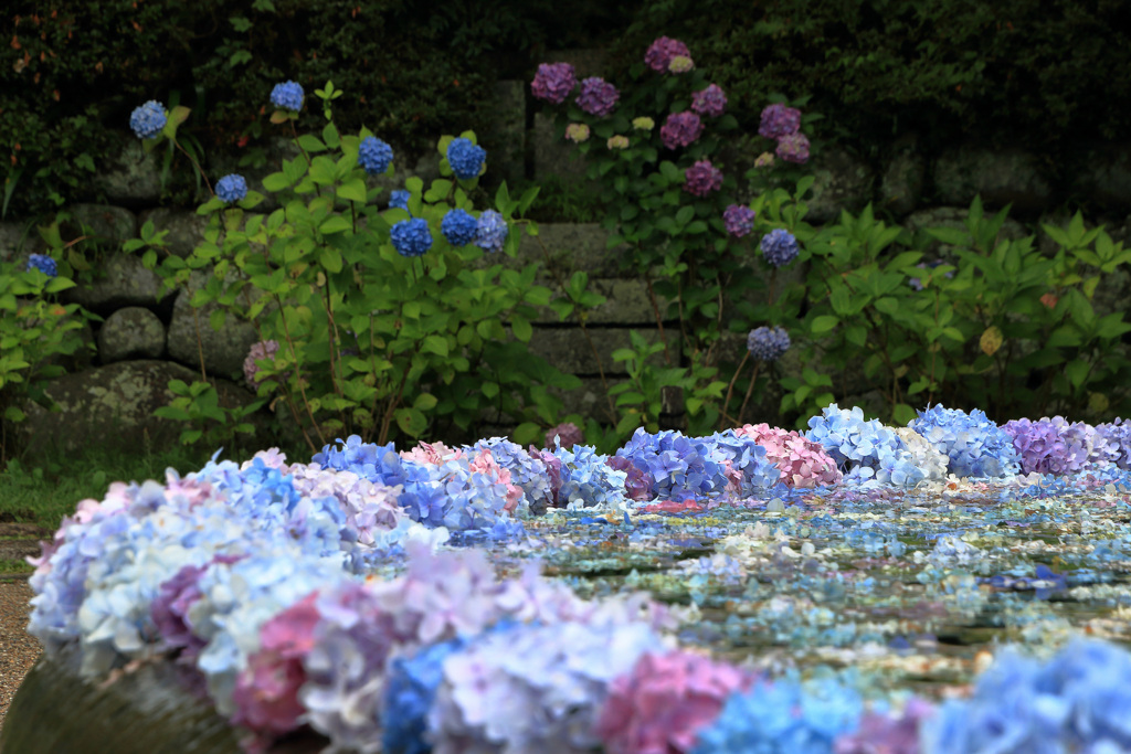 久安寺紫陽花浮かべ