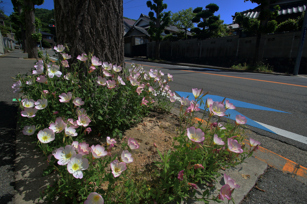 街路樹の足元