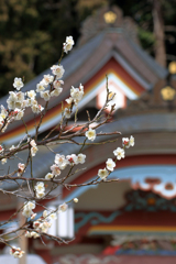 天満宮と白梅