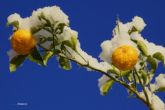 柚子の実と雪