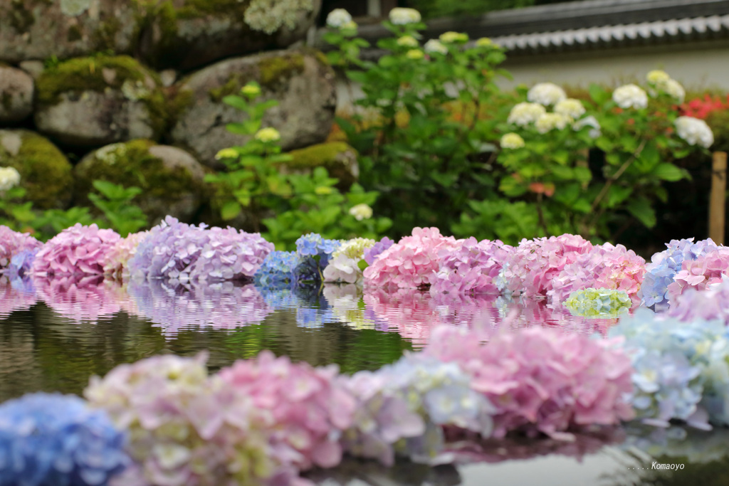 具足池のあじさい浮かべ