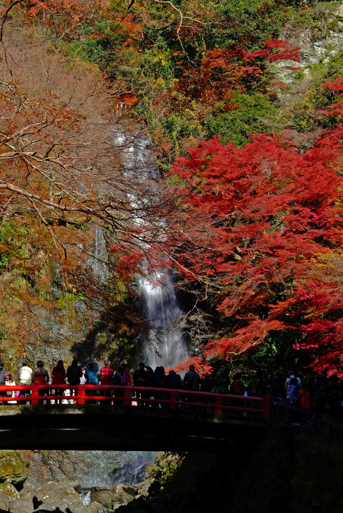 紅葉先取りⅡ