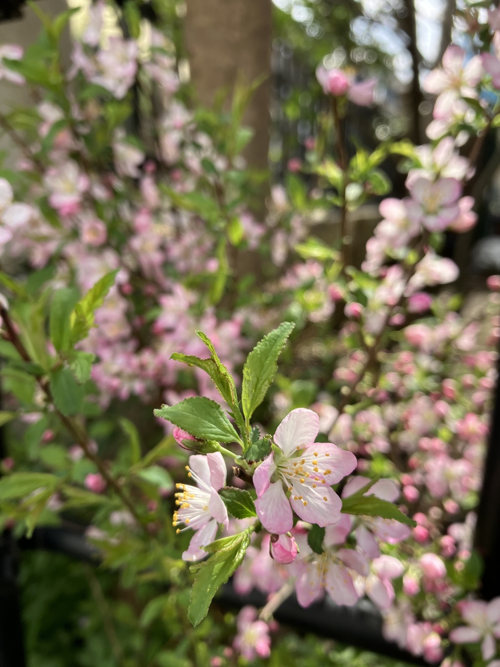 花壇の花