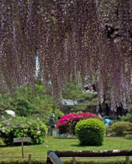 宇治平等院の藤
