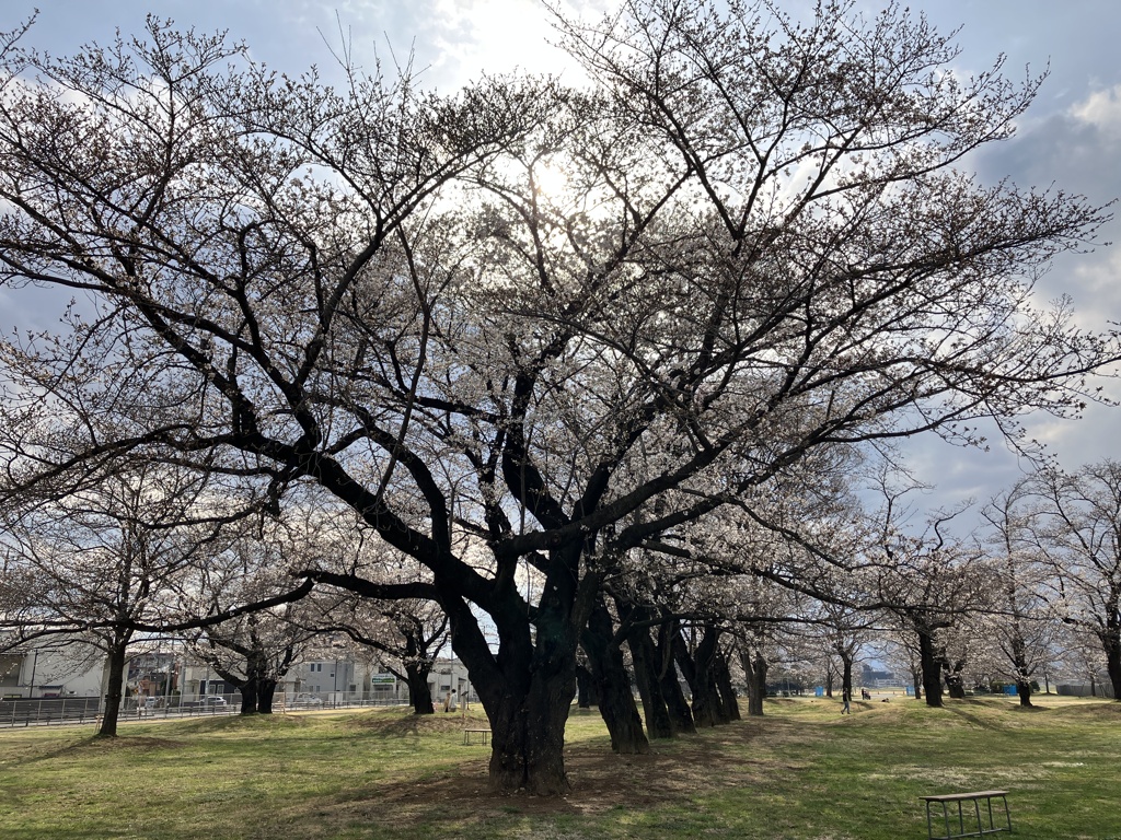 武蔵村山の桜が咲き出した