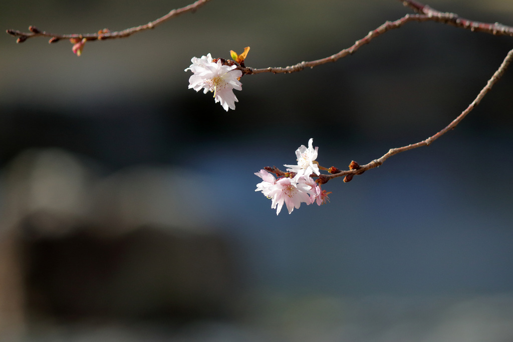 10月桜と凍る池