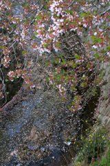 桜最後のイベント「花筏」