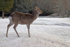 雪の飛火野で