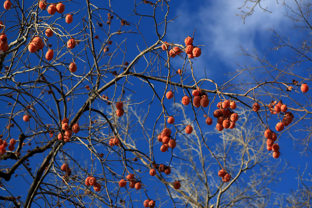 梅干しの成る木