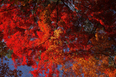 遠くの有名処よりも綺麗