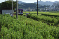 北条鉄道播磨横田駅周辺
