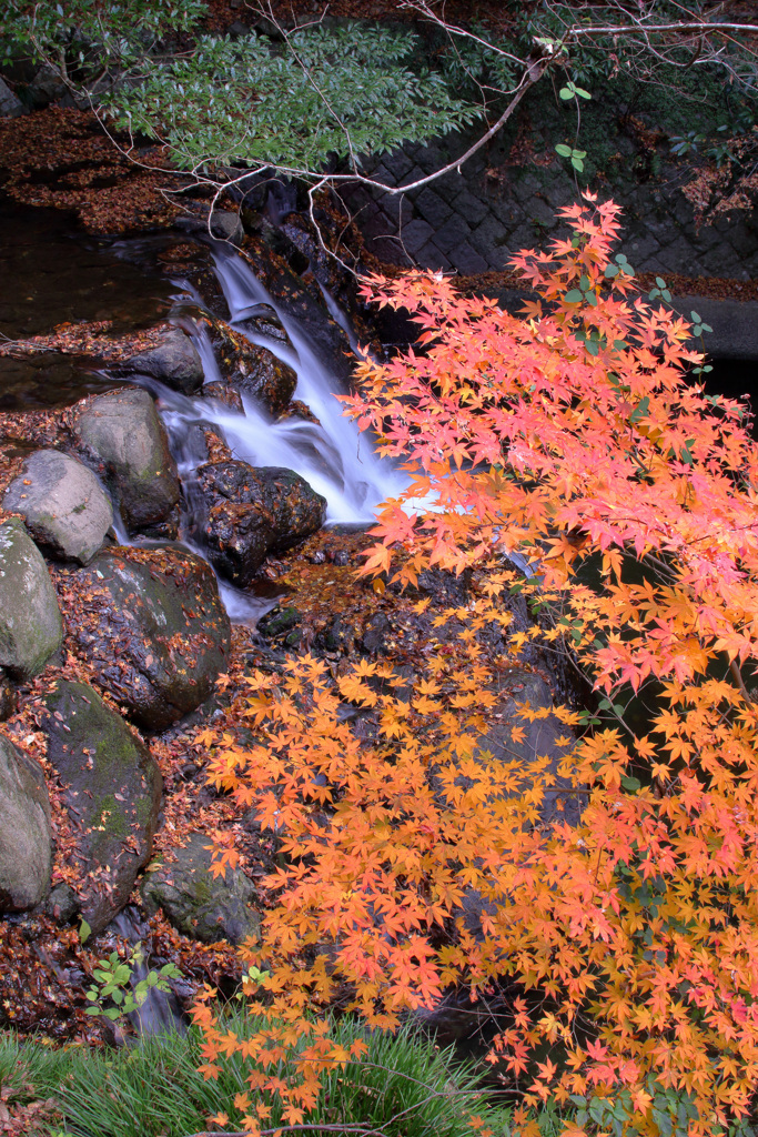 ピークをとっくに過ぎた箕面滝道だより