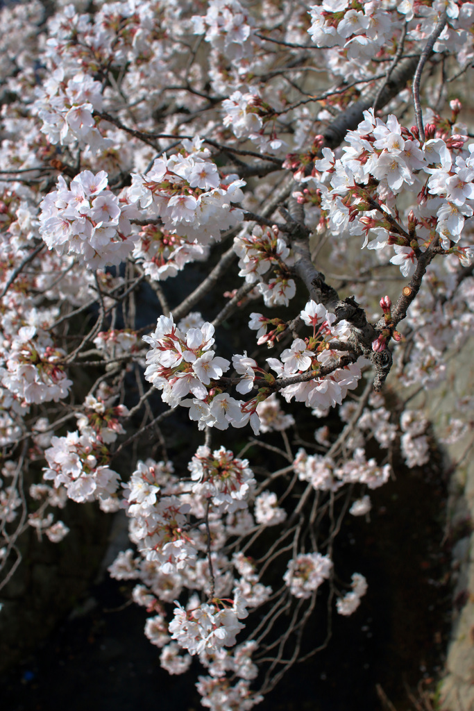 荒堀川の桜
