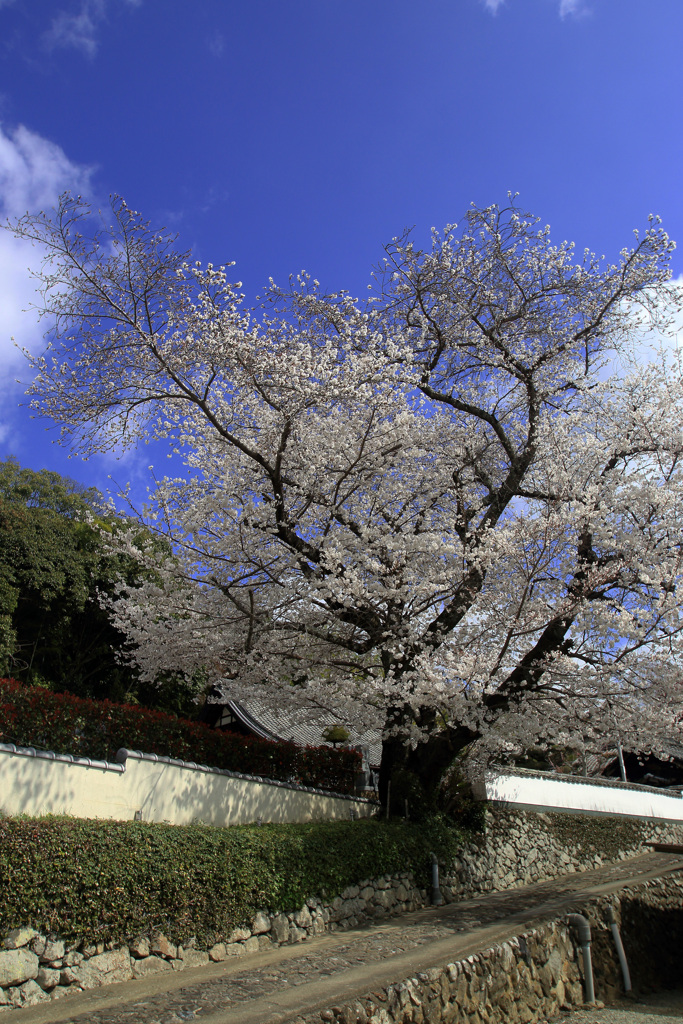 お寺の参道は桜の名所