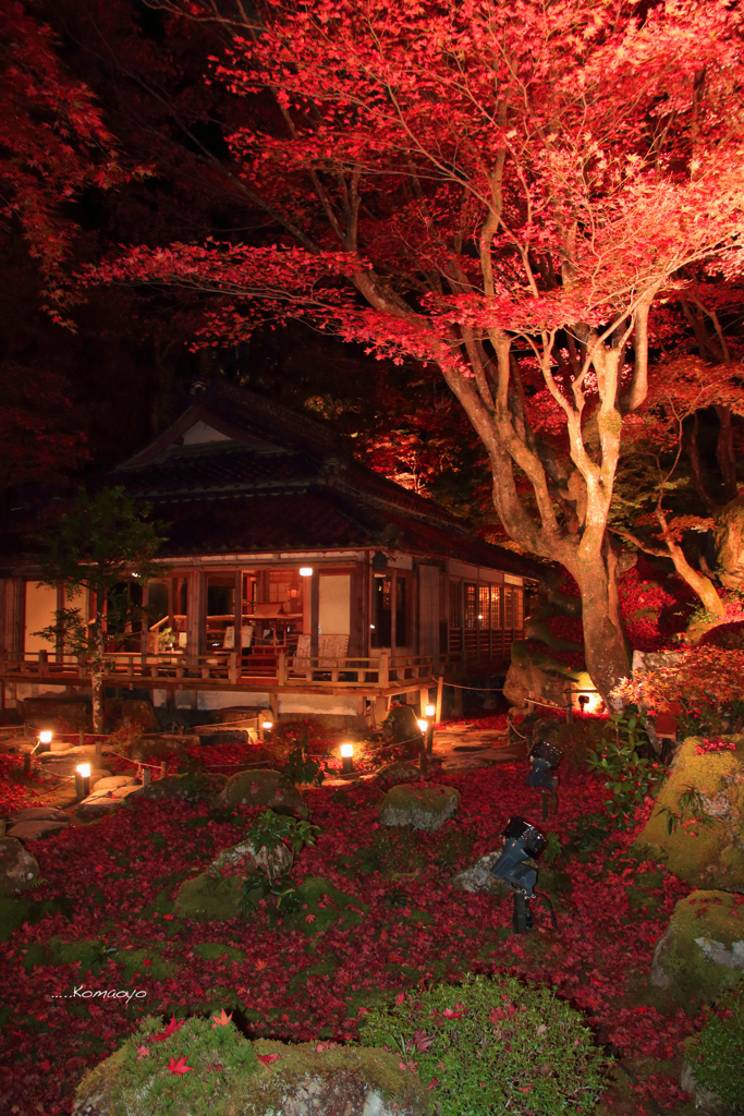 紅葉先取りⅢ