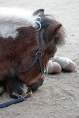 シェトランドポニーのテキサスくん