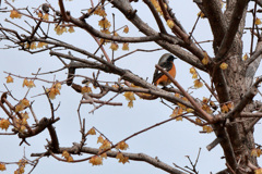 春・燕と入れ替わりに