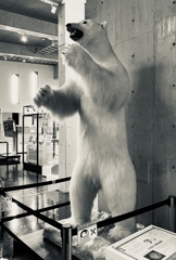 北極の白くま