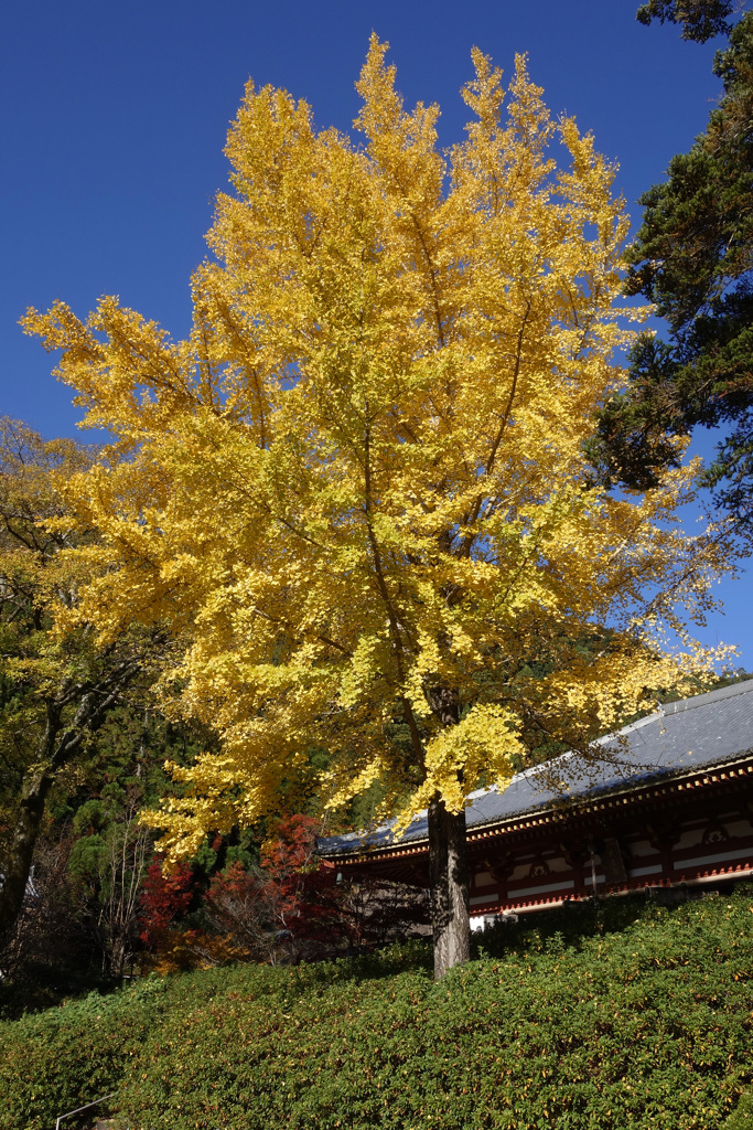 久安寺の大銀杏