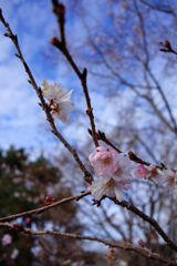 寒の桜