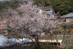 桜は咲きだしたけれど・・・