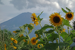 ひまわりと夏富士