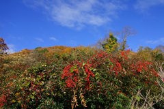 南天と黄葉の山並み