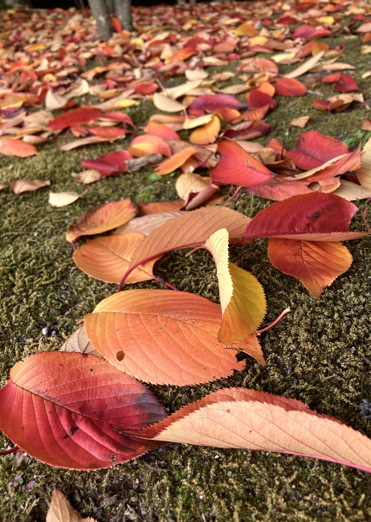 紅葉桜落葉の宴