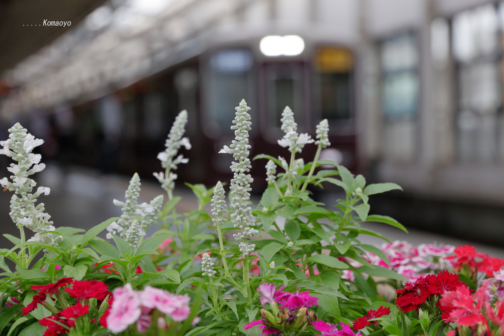 ホームの花